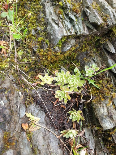 Steenpeper steenbreek — Bild 2