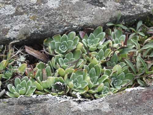 Steenpeper steenbreek — Bild 4