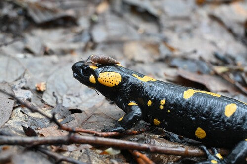 Vuursalamander — Bild 4