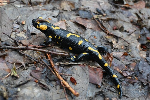 Vuursalamander — Bild 3