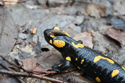 Vuursalamander — Bild 5