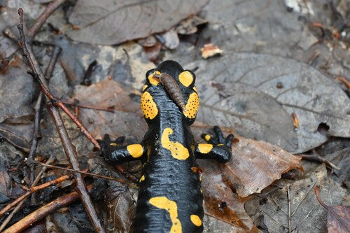 Vuursalamander — Bild 2