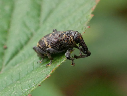 Sparrenkever — Bild 3