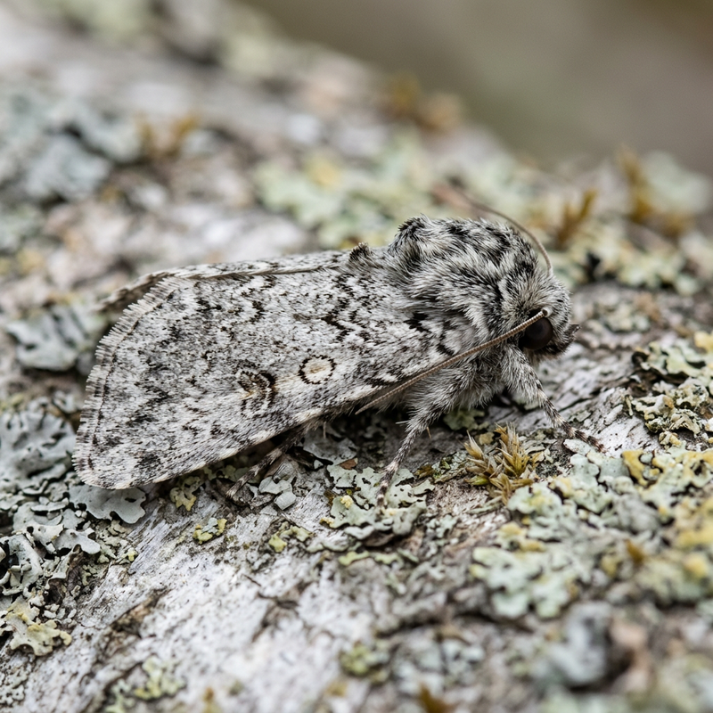 Klaver Uil (Acronicta menyanthidis), AI-illustratie
