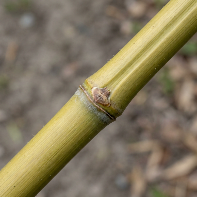 Bamboe met platte buis