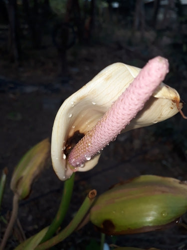Anthurium — foto 1 van 8