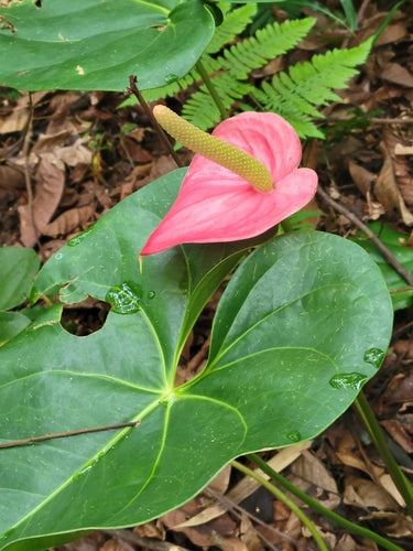 Anthurium — foto 2 van 8