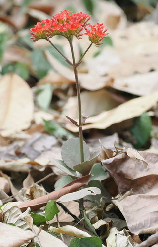 Vlammende Kaethchen — Bild 4