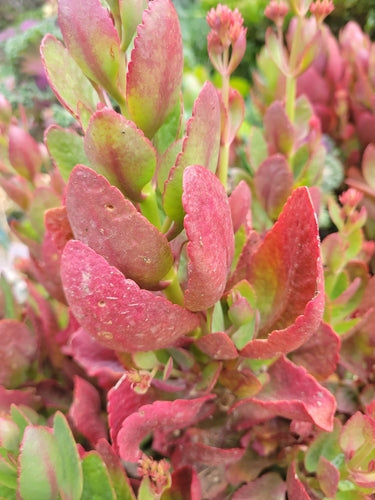 Kalanchoë — foto 1 van 6