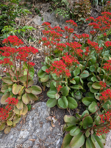 Kalanchoë — foto 4 van 6