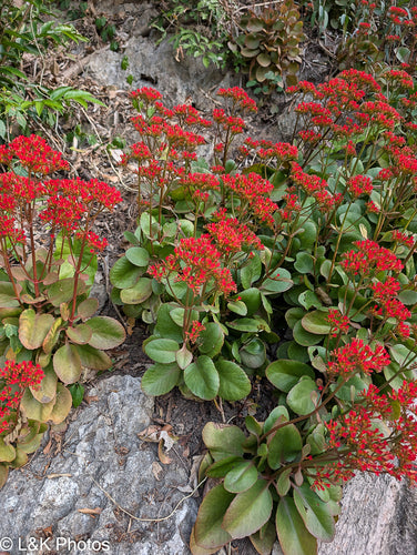 Kalanchoë — foto 5 van 6