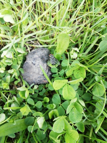 Vleesvlieg — Bild 5