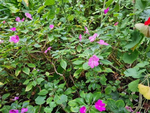 Fleissiges Lieschen - Bild 6