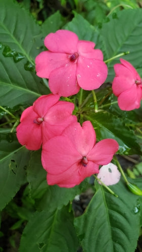 Fleissiges Lieschen - Bild 8