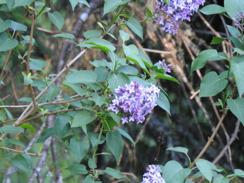 lila — Bild 3
