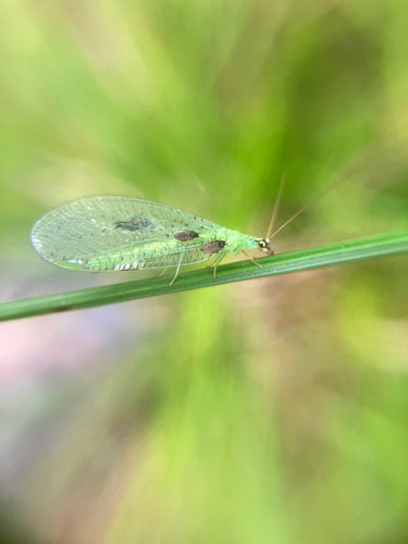 Florfliegen - Bild 3