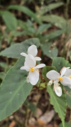 Forel Begonia — Bild 4