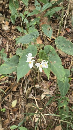 Forel Begonia — Bild 3