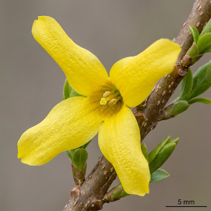 Forsythia