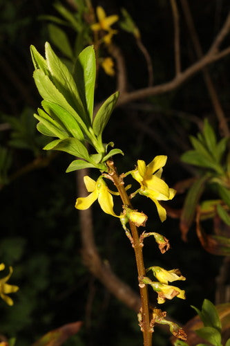 Forsythia — Bild 2