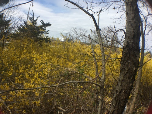 Forsythia — Bild 5