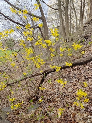 Forsythia — Bild 4
