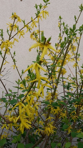Forsythia — Bild 3