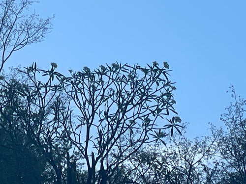 Frangipani — Bild 4