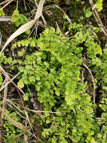 Haarmosvaren — Bild 2