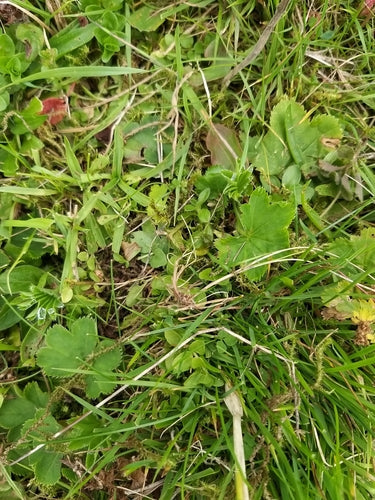 Vrouwenmantel — Bild 1