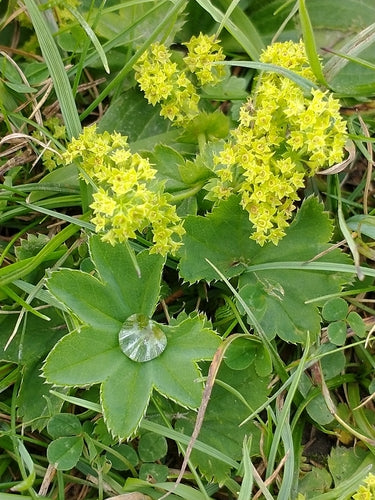 Vrouwenmantel — Bild 3