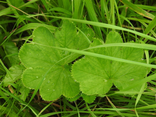 Vrouwenmantel — Bild 5