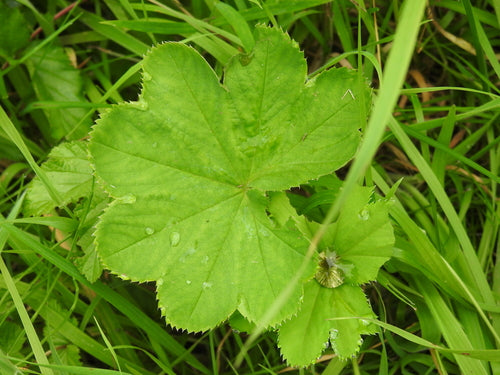 Vrouwenmantel — Bild 4