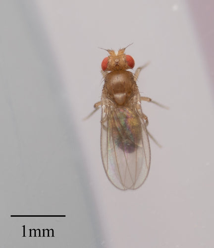 fruitvlieg — Bild 5