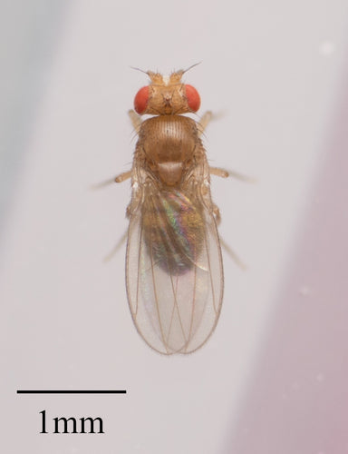 fruitvlieg — Bild 2