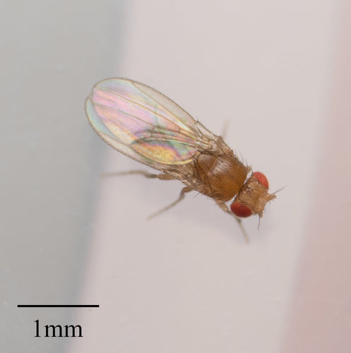 fruitvlieg — Bild 4