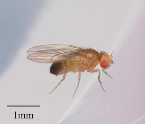 fruitvlieg — Bild 1