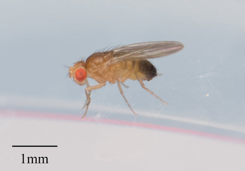 fruitvlieg — Bild 3