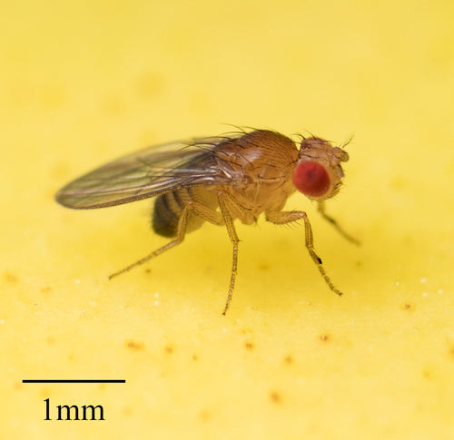 fruitvlieg — Bild 6
