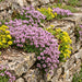 Frühblühender Thymian (Thymus praecox) in Blüte im naturnahen Garten (KI-generiert)