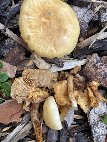 Vroeger akkerbouw — Bild 5