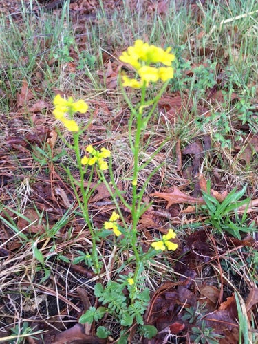 Lente Barbarijse kruid — foto 5 van 8