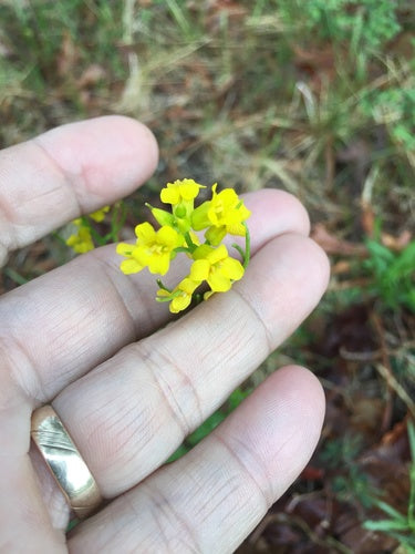 Lente Barbarijse kruid — foto 4 van 8