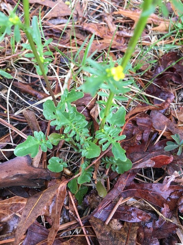 Lente Barbarijse kruid — foto 3 van 8