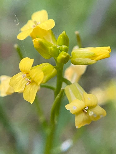 Lente Barbarijse kruid — foto 2 van 8