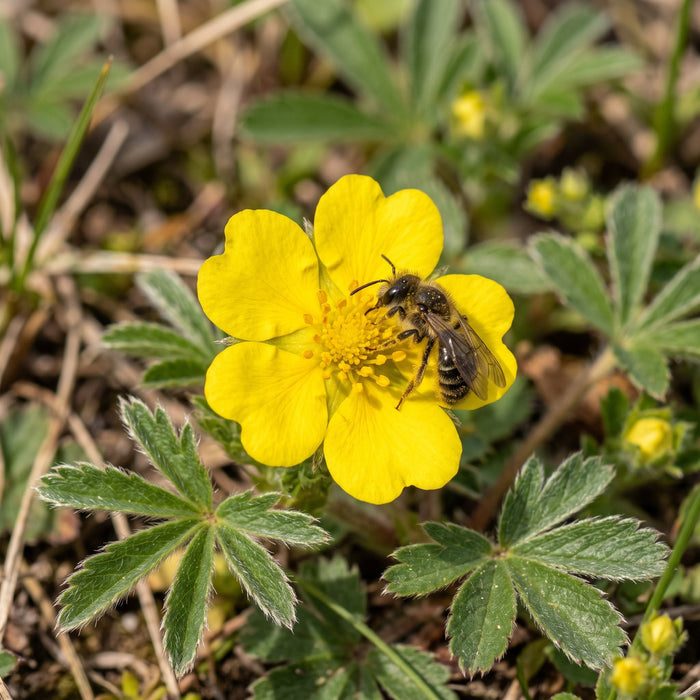 Blüte von Frühlings-Fingerkraut (Potentilla verna) in Nahaufnahme (KI-generiert)