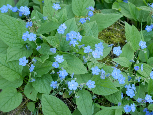 Lente herdenking — Bild 5