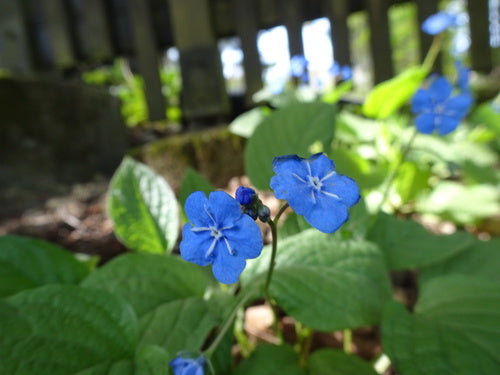 Lente herdenking — Bild 4