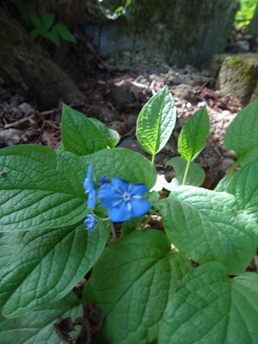 Lente herdenking — Bild 3