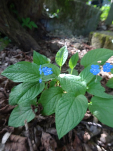 Lente herdenking — Bild 2